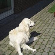 Golden retriever Zacho / Pølse