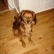 Blanding af racer Baloo