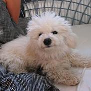 Bichon à poil frisé Baloo
