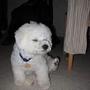 Bichon à poil frisé Baloo