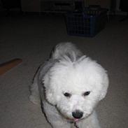 Bichon à poil frisé Baloo