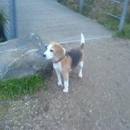 Beagle Sille