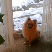 Pomeranian FIGGI
