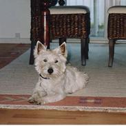 West highland white terrier Basse ;D