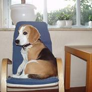 Beagle Sille