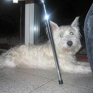 West highland white terrier Basse ;D