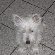 West highland white terrier Basse ;D