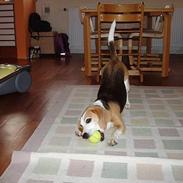 Beagle Sille