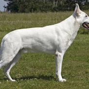 Hvid Schweizisk Hyrdehund Kappelgaards Tyson *RIP*