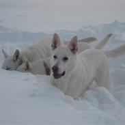 Hvid Schweizisk Hyrdehund Kappelgaards Tyson *RIP*