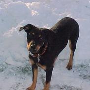 Blanding af racer Rottweiler og andet Tyson