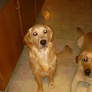 Golden retriever Fie