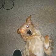 Golden retriever Fie