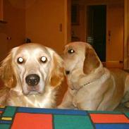 Golden retriever Fie