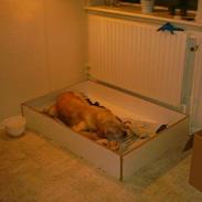 Golden retriever Fie