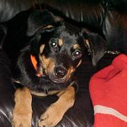 Blanding af racer Rottweiler og andet Tyson