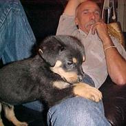 Blanding af racer Rottweiler og andet Tyson