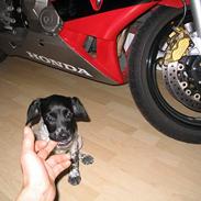 Blanding af racer Rikke