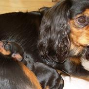 Cavalier king charles spaniel Daisy