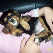 Cavalier king charles spaniel Daisy