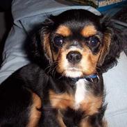 Cavalier king charles spaniel Daisy