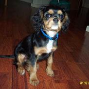 Cavalier king charles spaniel Daisy