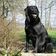 Labrador retriever Zulu (mors hund)