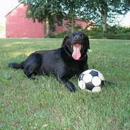 Labrador retriever Zulu (mors hund)