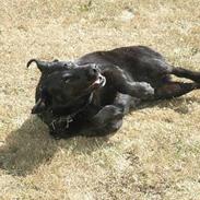 Labrador retriever Zulu (mors hund)