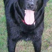 Labrador retriever Zulu (mors hund)