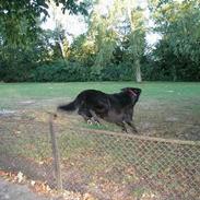 Labrador retriever Zulu (mors hund)