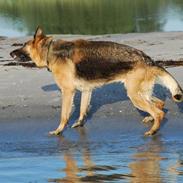 Schæferhund Lajka 