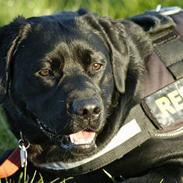 Labrador retriever Binka