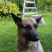 Schæferhund Janki Gana