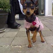 Dvaergpinscher tulle