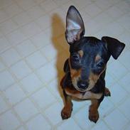 Dvaergpinscher tulle