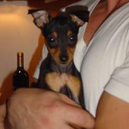 Dvaergpinscher tulle