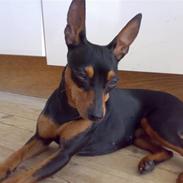 Dvaergpinscher tulle