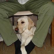 Labrador retriever Siff - R.I.P.