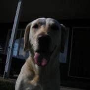 Labrador retriever Siff - R.I.P.