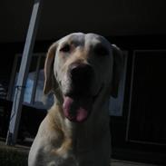 Labrador retriever Siff - R.I.P. 