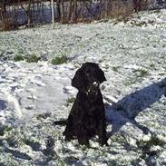 Cocker spaniel Laban