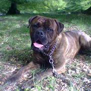 Bullmastiff Hugxi