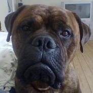 Bullmastiff Hugxi