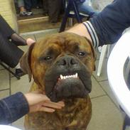 Bullmastiff Hugxi