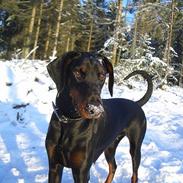 Dobermann Torontos Tess