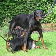 Dobermann Torontos Tess