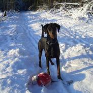 Dobermann Torontos Tess