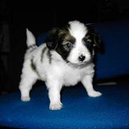 Papillon Tikki