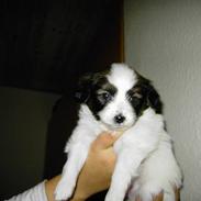 Papillon Tikki